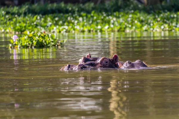 Hippopotamus Hippopotamus Amfibus Het Naivasha Meer Kenia — Stockfoto