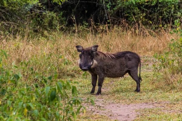 Warzenschwein Ziwa Nashorn Schutzgebiet Uganda — Stockfoto