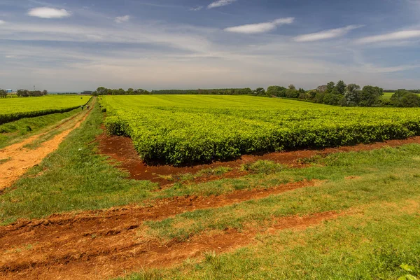 Teplantager Nära Kericho Kenya — Stockfoto