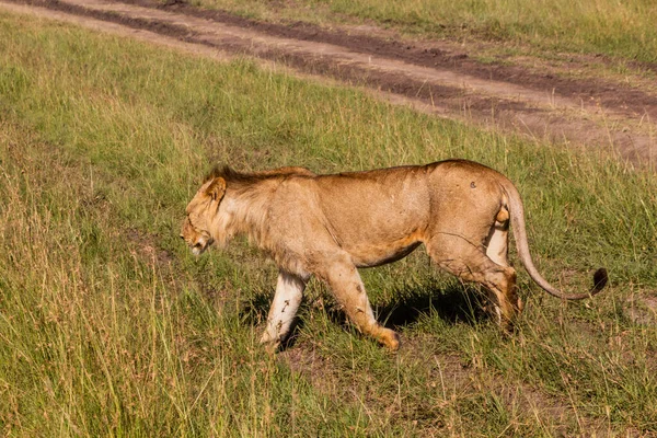 Lev Masai Mara National Reserve Keňa — Stock fotografie