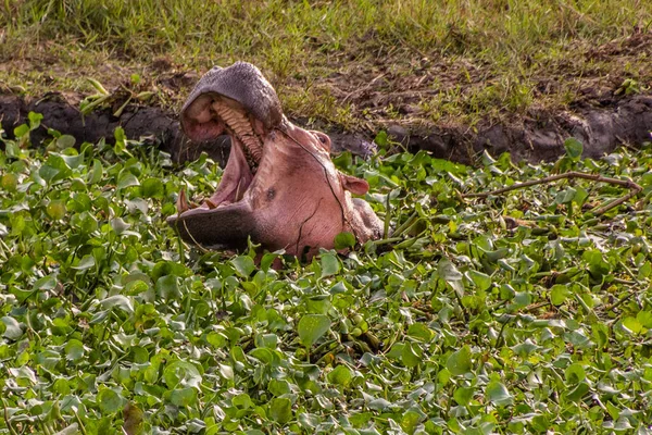 Hippopótamo Parque Nacional Murchison Falls Uganda — Fotografia de Stock