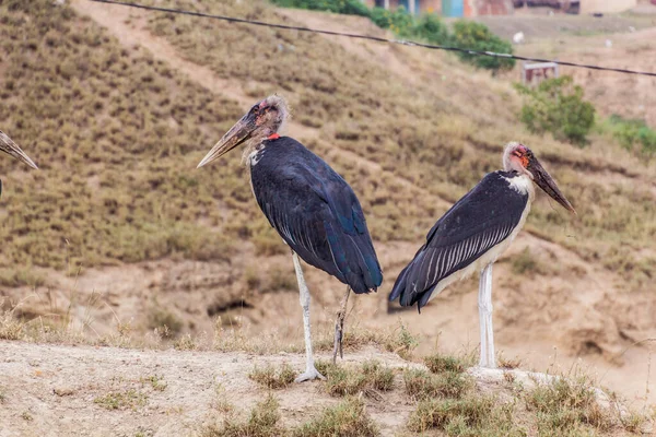 Marabou Storks Leptoptilos Crumenifer Κοντά Στο Κανάλι Kazinga Ουγκάντα — Φωτογραφία Αρχείου