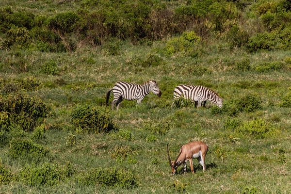ケニアのヘルズゲート国立公園内にあるゼブラとサザングラントのガゼル ナンジャー グランティ — ストック写真