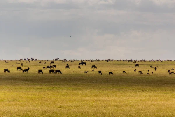 Vários Herbívoros Reserva Nacional Masai Mara Quênia — Fotografia de Stock