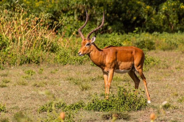 Impala Aepyceros Melampus Crescent Island Game Sanctuary Naivasha Lake Kenya — Stock Photo, Image