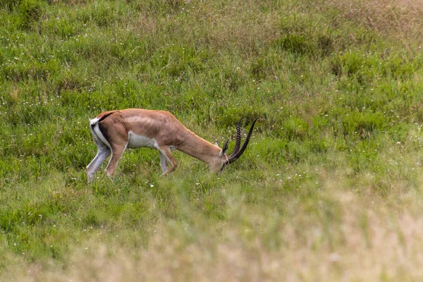 Southern Grant Gazelle Nanger Granti Hell Gate Nationalpark Kenia — Stockfoto