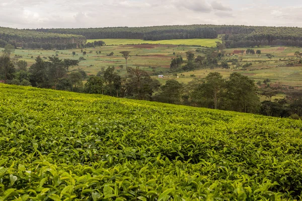 肯尼亚Kericho附近的茶园 — 图库照片