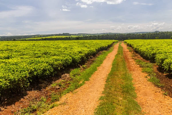 Kenya Kericho Yakınlarındaki Çay Tarlaları — Stok fotoğraf