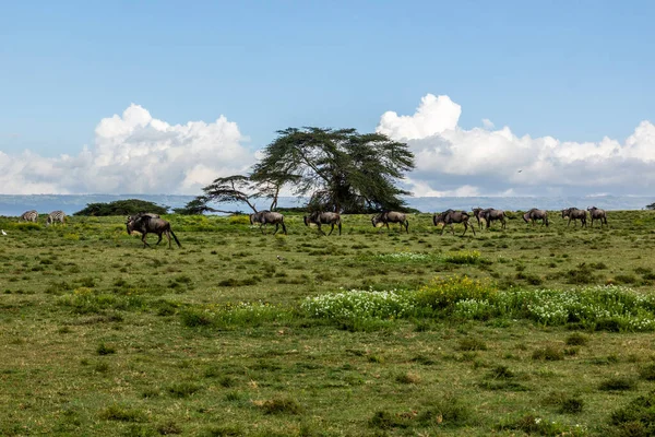 Wildebeest Crescent Island Game Sanctuary Lago Naivasha Kenia — Foto de Stock