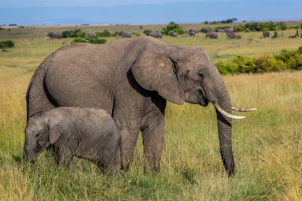 stock image Elephants in Masai Mara National Reserve, Kenya