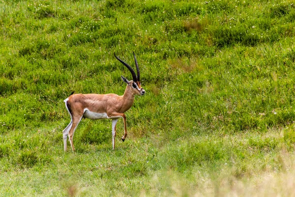 Kenya Daki Hell Gate Ulusal Parkı Nda Güney Grant Gazeli — Stok fotoğraf