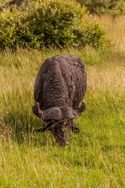 Afrikaanse Buffel Syncerus Caffer Masai Mara National Reserve Kenia — Stockfoto