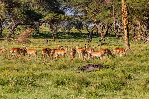 Impalas Aepyceros Melampus Crescent Island Game Sanctuary Naivasha Lake Kenya — Stock Photo, Image