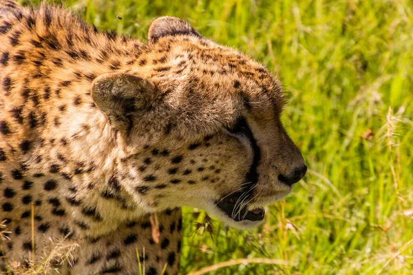 Gepárd Kenyai Masai Mara Nemzeti Parkban — Stock Fotó