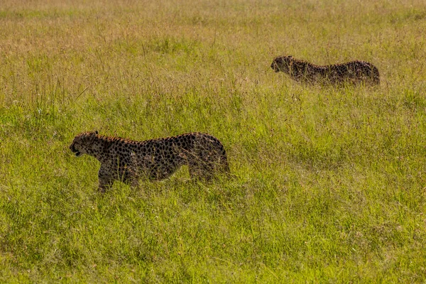 Gepárdok Kenyai Masai Mara Nemzeti Parkban — Stock Fotó
