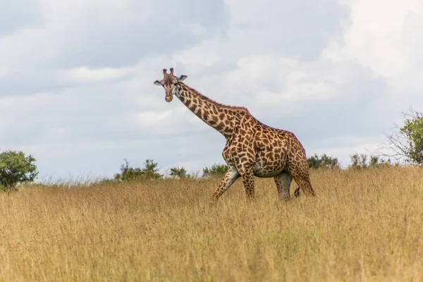 Žirafa Masai Mara National Reserve Keňa — Stock fotografie