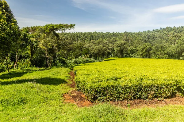 ケニアのケリコ近くの茶畑 — ストック写真