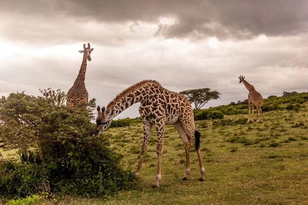 Masai Giraffes Giraffa Tippelskirchi Crescent Island Game Sanctuary Naivasha Lake — Stock Photo, Image