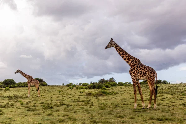 Masai Giraffen Giraffa Tippelskirchi Crescent Island Game Sanctuary Naivasha See — Stockfoto