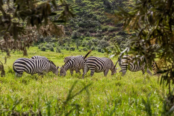Zebras Hell Gate National Park Kenya — Stock Photo, Image