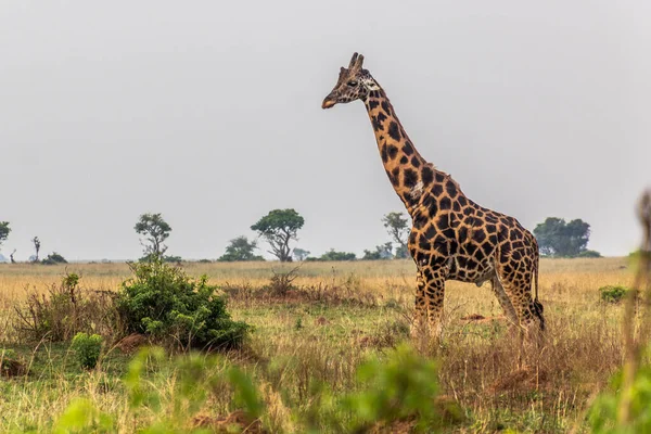Jirafa Murchison Cae Parque Nacional Uganda — Foto de Stock