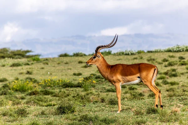 Impala Aepyceros Melampus Crescent Island Game Sanctuary Lago Naivasha Kenia —  Fotos de Stock