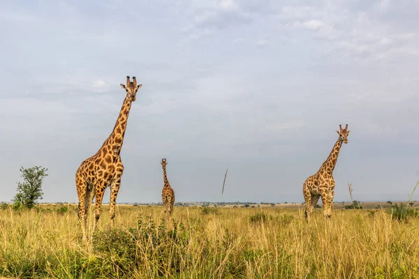 Giraffes Murchison Falls National Park Uganda — Stock Photo, Image