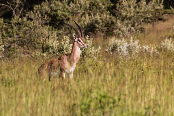Gazela Południowego Granti Parku Narodowym Longonot Kenia — Zdjęcie stockowe