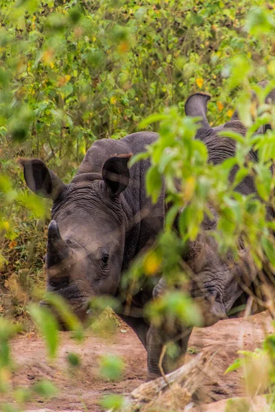 Southern White Rhinoceros Ceratotherium Simum Simum Ziwa Rhino Sanctuary Uganda — стокове фото