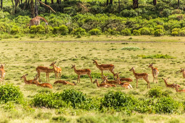 Impalas Aepyceros Melampus 在肯尼亚奈瓦沙湖新月岛野生动物保护区 — 图库照片