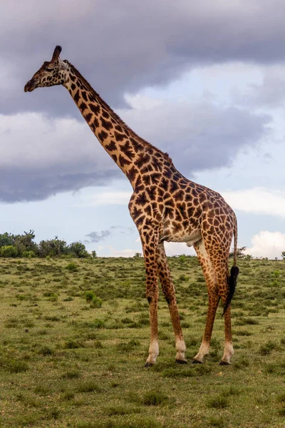 Masai Giraffe Giraffa Tippelskirchi 肯尼亚奈瓦沙湖新月岛野生动物保护区 — 图库照片