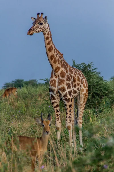 长颈鹿在默奇森瀑布国家公园 乌干达 — 图库照片
