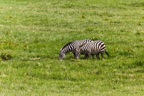 Zebras Hell Gate Nationalpark Kenia Der Fischerturm Sichtbar — Stockfoto