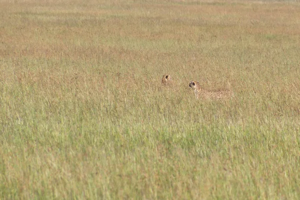 Cheetahs Masai Mara National Reserve Quênia — Fotografia de Stock