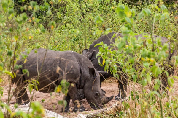 Southern White Rhinoceros Ceratotherium Simum Simum Ziwa Rhino Sanctuary Uganda — стокове фото