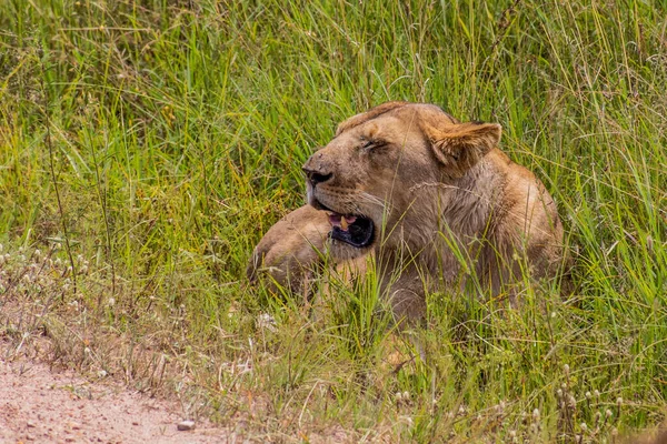 Lion Dans Réserve Nationale Masai Mara Kenya — Photo