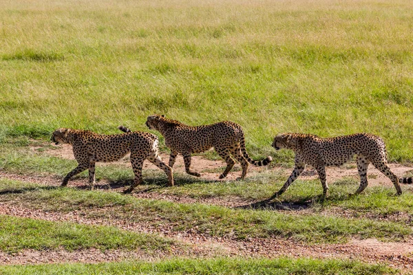 Három Gepárd Kenyai Masai Mara Nemzeti Parkban — Stock Fotó