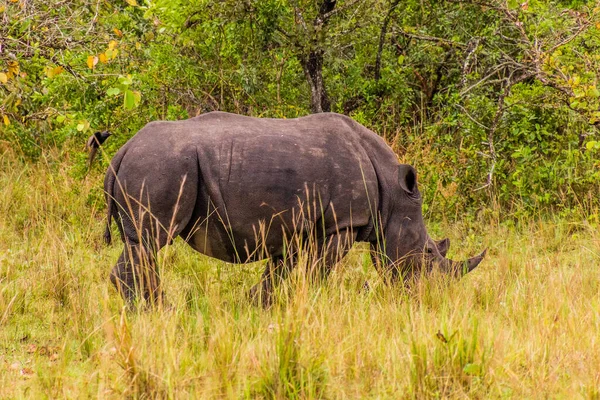 Südliches Breitmaulnashorn Ceratotherium Simum Simum Ziwa Rhino Sanctuary Uganda — Stockfoto