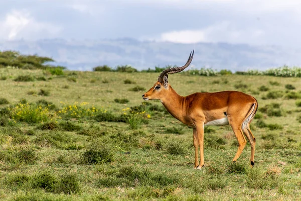 Impala Aepyceros Melampus Zvěřiny Ostrově Crescent Jezeře Naivasha Keňa — Stock fotografie