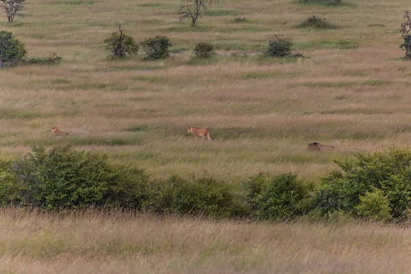 Leones Reserva Nacional Masai Mara Kenia — Foto de Stock