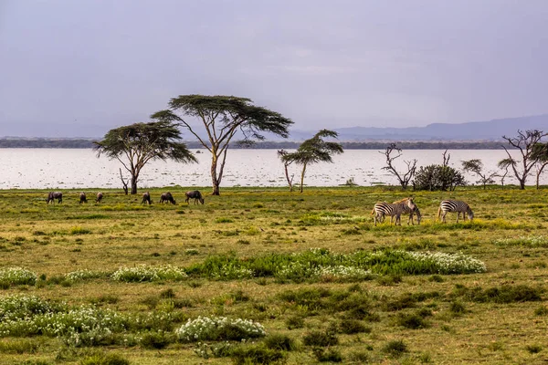 Wildebeest Zebras Crescent Island Game Sanctuary Naivasha Lake Kenya — Stock Photo, Image