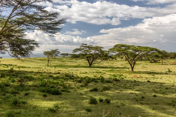 Paisagem Santuário Jogos Ilha Crescente Lago Naivasha Quênia — Fotografia de Stock