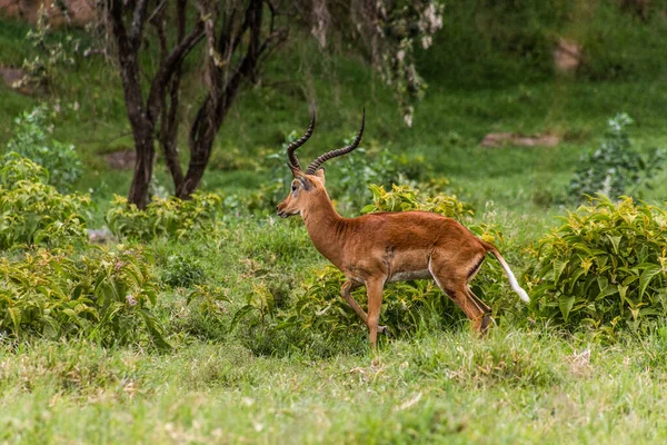 Impala Parque Nacional Portão Inferno Quênia — Fotografia de Stock