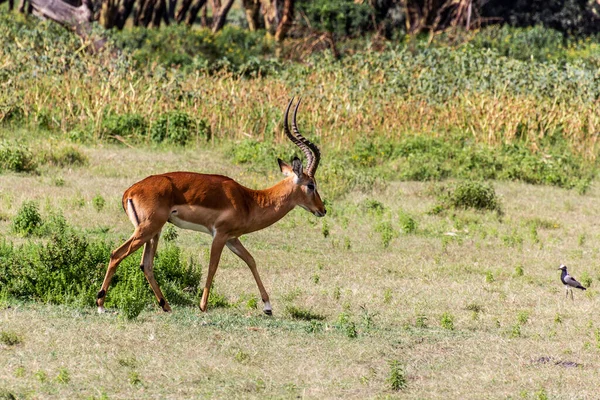 Impala Aepyceros Melampus Crescent Island Game Sanctuary Lago Naivasha Quênia — Fotografia de Stock