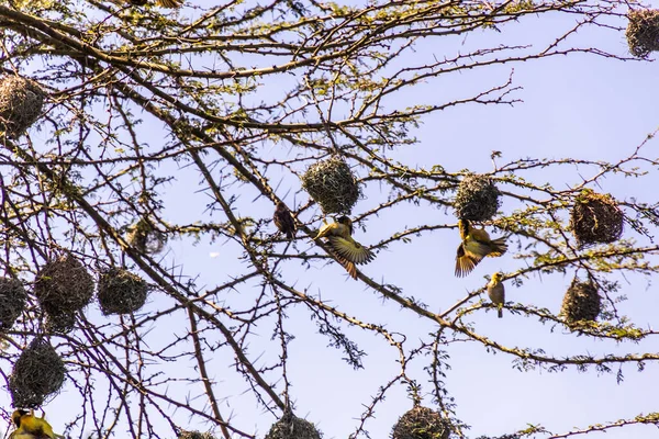 Village Weavers Ploceus Cucullatus Nests Naivasha Lake Kenya — Stock Photo, Image