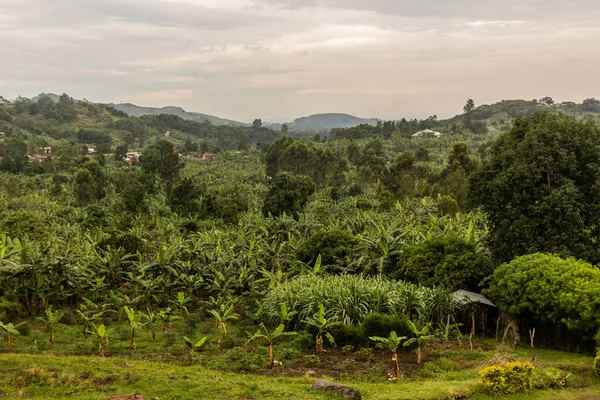 乌干达门特堡附近火山口湖地区一片茂密的农村景观 — 图库照片