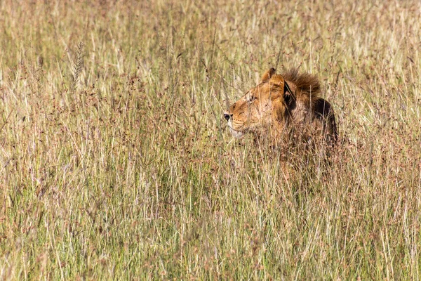 Lion Dans Réserve Nationale Masai Mara Kenya — Photo