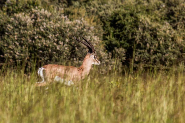 Gazela Południowego Granti Parku Narodowym Longonot Kenia — Zdjęcie stockowe