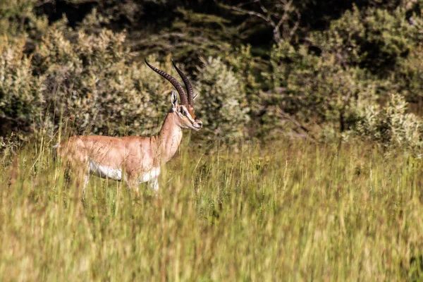 Southern Grant Gazelle Nanger Granti Het Longonot National Park Kenia — Stockfoto