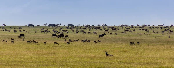 Olika Växtätare Masai Mara National Reserve Kenya — Stockfoto